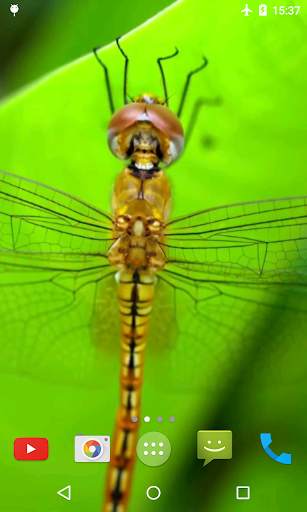 Macro Video Live Wallpaper screenshot 3