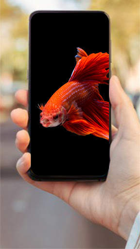 Wallpaper Ikan Cupang HD 🐟 screenshot 2