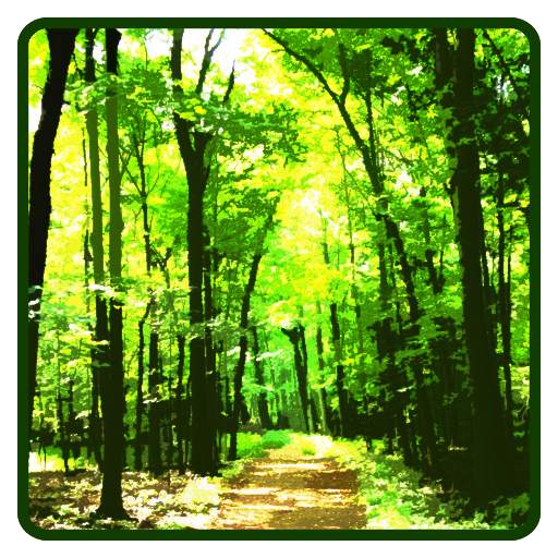 Forest Wallpaper 1.0