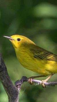 Yellow Bird Wallpapers HD screenshot 5