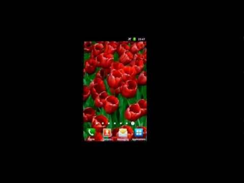 Red Tulips Live Wallpaper HD screenshot 1