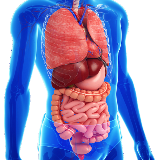 Gastrointestinal system diseases anatomy icon