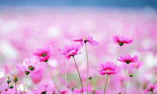 Flower Wallpaper HD screenshot 5