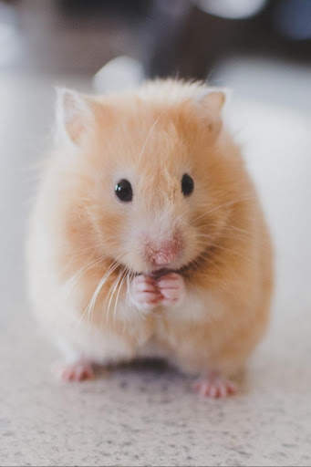 Hamster Video Live Wallpaper screenshot 5
