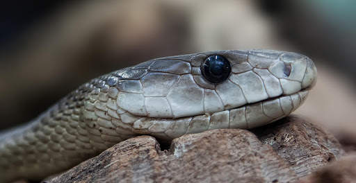 Snake Photo Frames screenshot 6