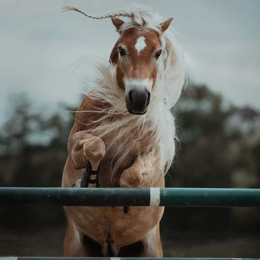 Horse Wallpaper HD Offline 1.0