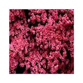 beautiful flowers 6.2