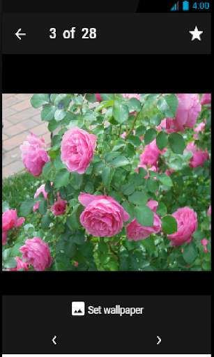 Roses Wallpaper screenshot 3