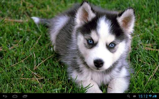 Puppies dogs live wallpaper screenshot 4