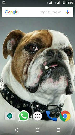 Bulldog Wallpaper HD screenshot 3