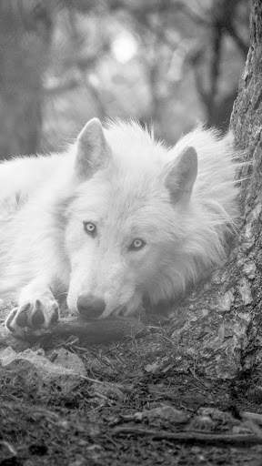 Wolf Wallpapers HD & 4k Backgrounds screenshot 7