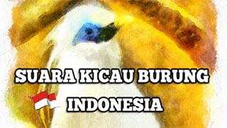 Chirping Birds of Indonesia screenshot 1
