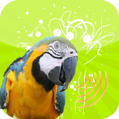 Birds Twittes icon