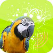 Birds Twittes 1