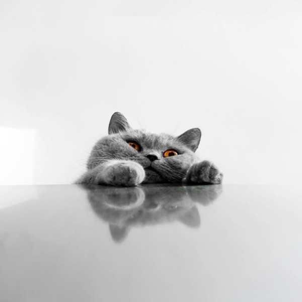 Cat Live Wallpaper screenshot 2