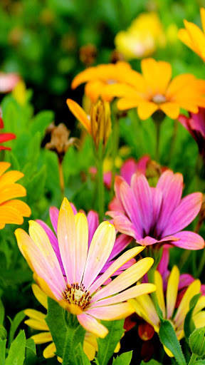Flowers Live Wallpaper screenshot 5