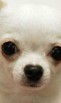 Chihuahuas wallpapers screenshot 4