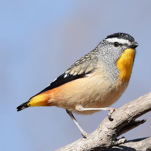Australian Birds Sounds Free icon