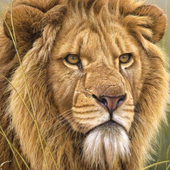 Animal Sound icon