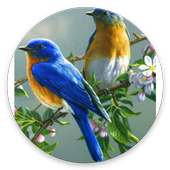 Burung hidup wallpaper icon