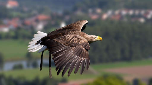 Eagle Live Wallpaper : 7fon & LWP screenshot 7