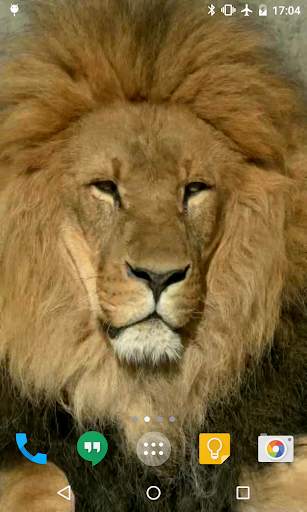 Lion HD Live Wallpaper 4 تصوير الشاشة