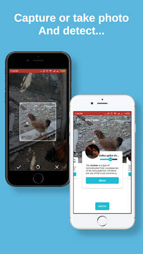 Bird finder: bird identification, bird wallpaper screenshot 4