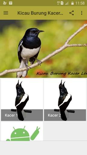 Kicau Burung Kacer Lengkap screenshot 1
