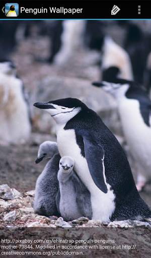 Penguin Wallpaper screenshot 4