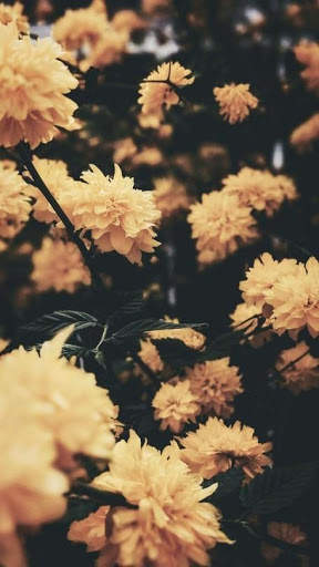 Flower Video Live Wallpaper screenshot 7