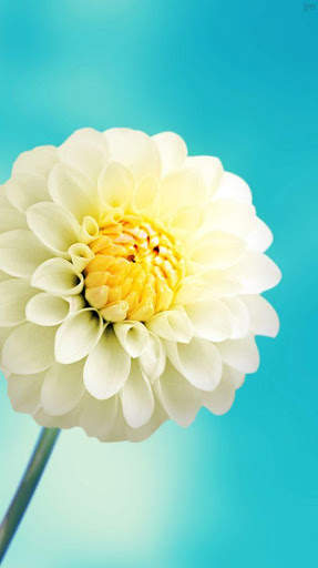 Flower Wallpaper 4K, Floral Background: Flowery screenshot 3