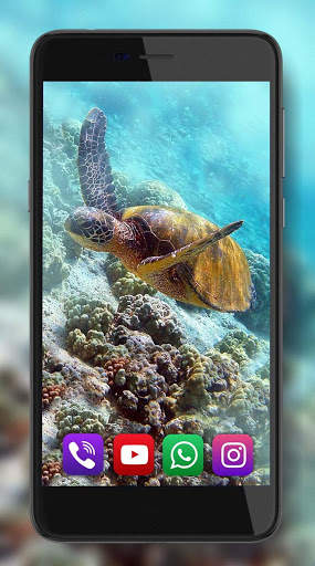 Turtles Best Live Wallpaper screenshot 7