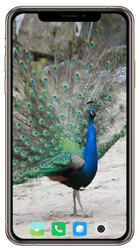 Peacock HD Wallpaper screenshot 10