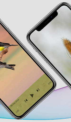 Canto Jilguero reclamo sonidos screenshot 3