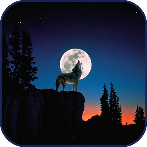 10000 WildLife Wallpapers 1.5