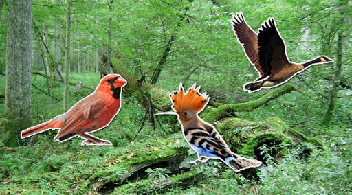 Bird sounds स्क्रीनशॉट 3