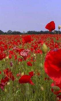Poppy Wallpapers screenshot 3