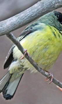 Siskin Wallpapers screenshot 3