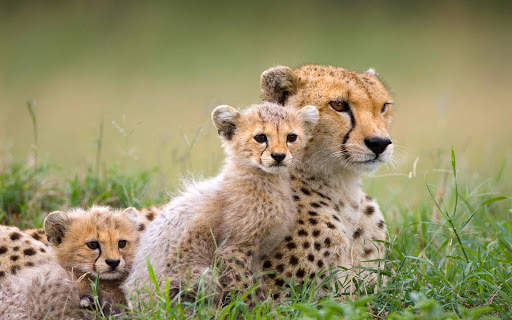 Cheetah Live Wallpaper screenshot 9