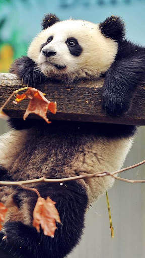 Panda Wallpaper - Cute Panda Wallpapers 🐼 screenshot 7