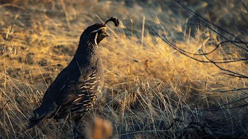 Quail Sounds - Quail Bird Calls screenshot 8