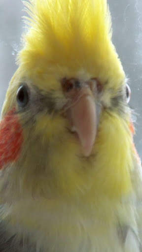 Cockatiels Bird Wallpapers HD screenshot 5