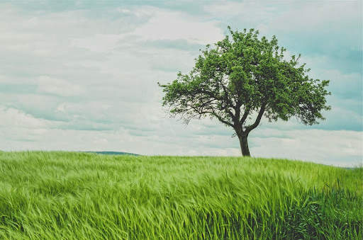 Tree Photo Frames 1 تصوير الشاشة