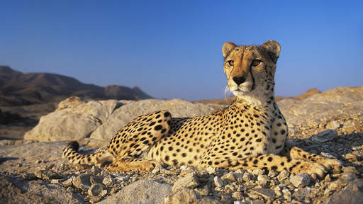 Cheetah Wallpapers : backgrounds hd screenshot 22