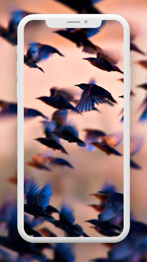 Bird Wallpaper HD screenshot 7