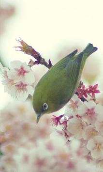 Cute Birds Wallpaper स्क्रीनशॉट 3