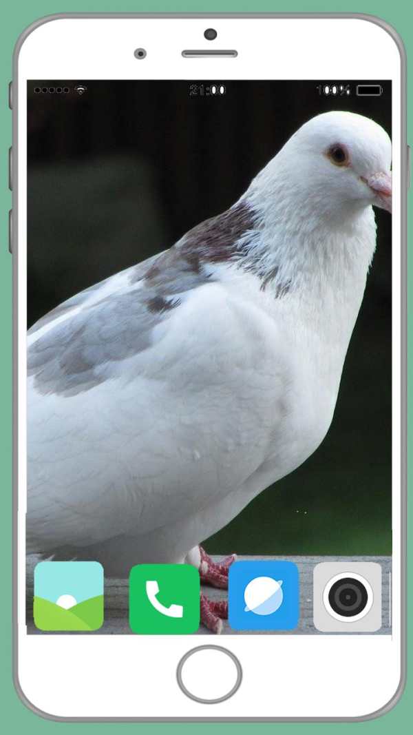 Pigeon Full HD Wallpaper screenshot 8