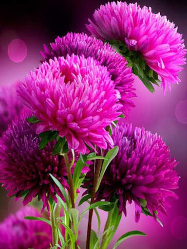 Free Jigsaw Puzzles screenshot 6