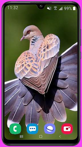 Pigeon Wallpaper Best HD screenshot 13