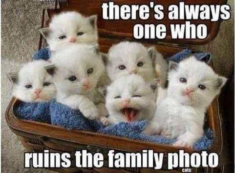 Funny Memes screenshot 2
